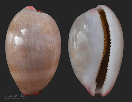 Austrocypraea Reevei